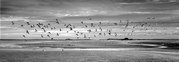 Des King - Titchwell gulls